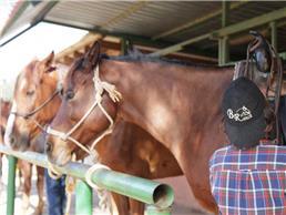 רכיבה על סוסים, הדרכות ותחרויות רכיבה