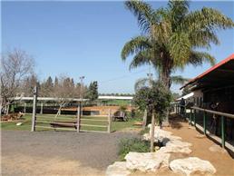 חוגים לטיפול בסוסים