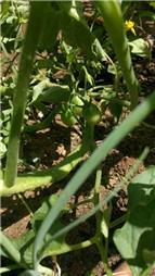 תמונה שצולמה להמחשת העבודות של Rose & Bloom - גינון מקצועי כיסוח דשא