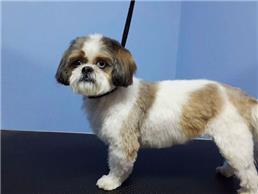 תמונה של קוקי - מספרת כלבים וחתולים