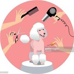 תמונה של קוקי - מספרת כלבים וחתולים