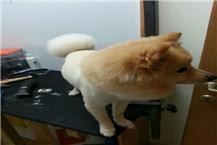 רחיצת חתולים