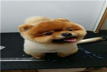 רחיצת כלבים