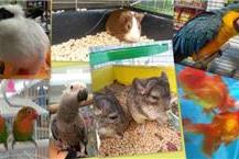 תמונה שצולמה להמחשת העבודות של חיות באחוזה - 2 מזון למכרסמים בראשון לציון