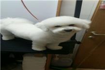 מספרות לכלבים וחתולים