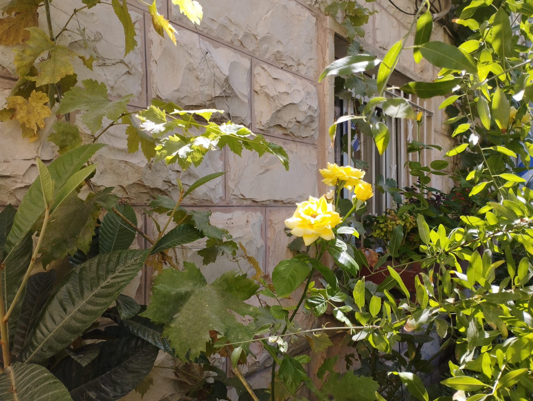 תמונה שצולמה להמחשת העבודות של רועי קוצר עבודות גינון תמונה של רועי קוצר עבודות גינון