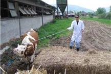 תמונה שצולמה להמחשת העבודות של ד"ר צחי טיבולי - 2 תמונה של ד"ר צחי טיבולי