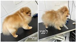 תמונה שצולמה להמחשת העבודות של ספאפי-מספרת כלבים תמונה של ספאפי-מספרת כלבים