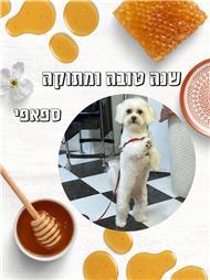 תמונה שצולמה להמחשת העבודות של ספאפי-מספרת כלבים תמונה של ספאפי-מספרת כלבים