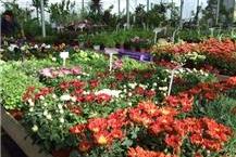 תמונה שצולמה להמחשת העבודות של המשתלה של ויקטור משתלה בירושלים