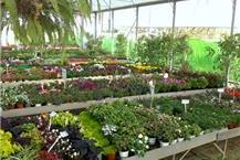 תמונה שצולמה להמחשת העבודות של פרחים במשתלה- חנות פרחים מבית המשתלה של ויקטור - 2 חנות פרחים ומשתלה