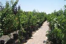 תמונה שצולמה להמחשת העבודות של המשתלה של ויקטור משתלה לעצים, עציצים וצמחי גינה שונים