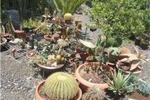 תמונה שצולמה להמחשת העבודות של המשתלה של ויקטור מכירת קקטוסים