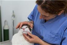 תמונה שצולמה להמחשת העבודות של וט-ניר מרפאה לחיות מחמד מרפאה וטרינרית בבית ניר