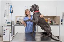 תמונה שצולמה להמחשת העבודות של וט-ניר מרפאה לחיות מחמד וטרינר בקרית גת