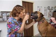 תמונה שצולמה להמחשת העבודות של וט-ניר מרפאה לחיות מחמד פסיכולוגים לבעלי חיים