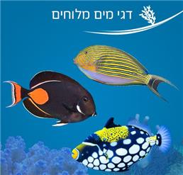 תמונה של SEASHOP