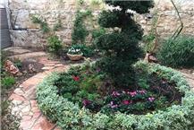 טיפול בעצים חולים