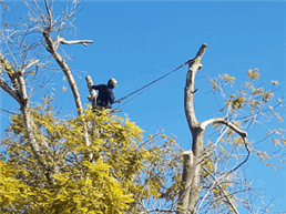 תמונה של זכרי עמית גיזום וכריתת עצים בע"מ