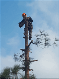 תמונה של זכרי עמית גיזום וכריתת עצים בע"מ
