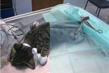 תמונה שצולמה להמחשת העבודות של מרפאת דוליטל טיפולים וטרינרים לחיות