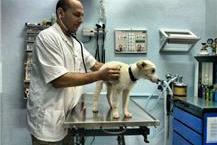 תמונה שצולמה להמחשת העבודות של מרפאת דוליטל ד"ר טל מאייר