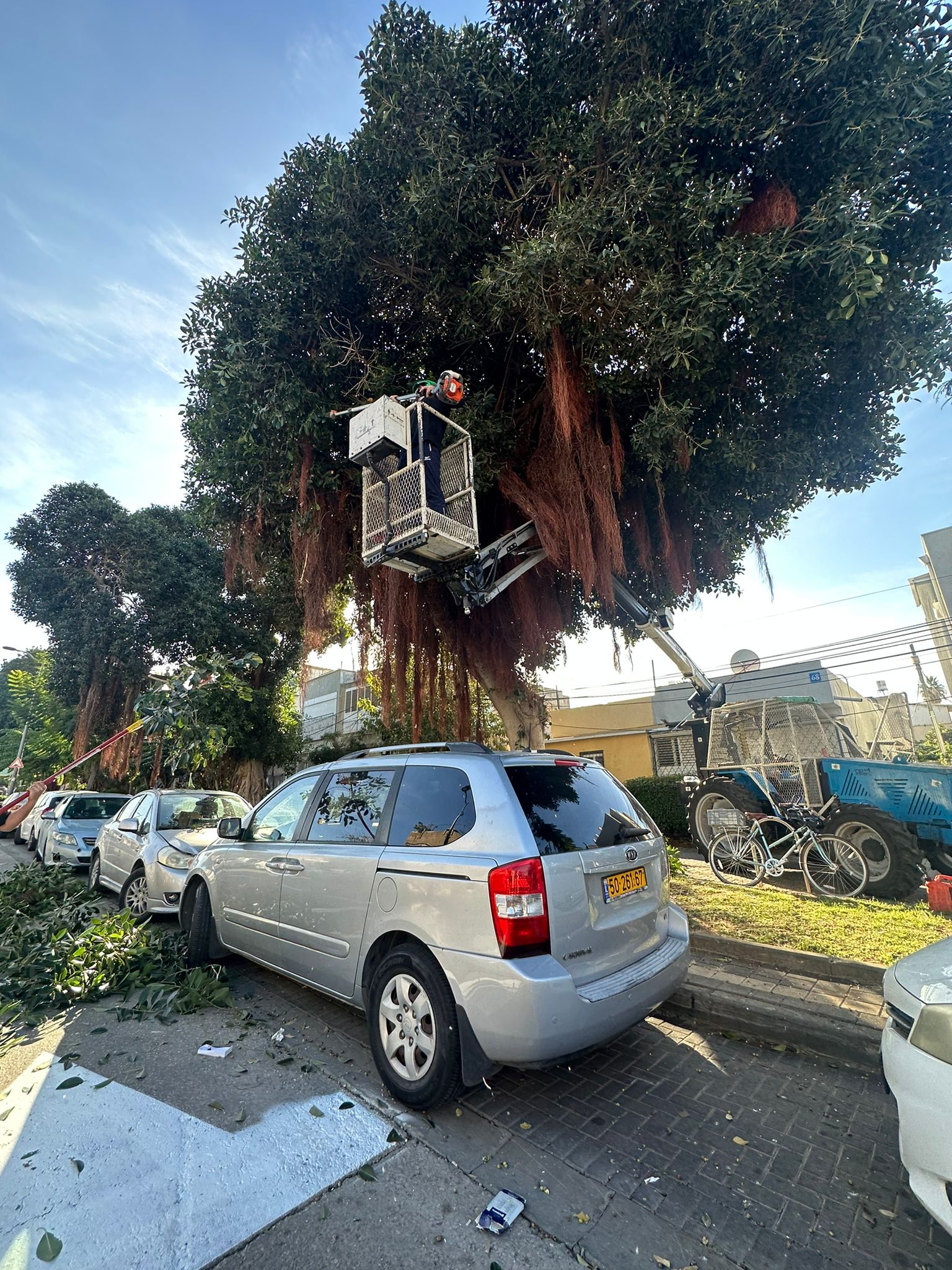 תמונה שצולמה להמחשת העבודות של לביא טיפוח עצים תמונה של לביא טיפוח עצים
