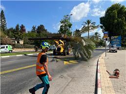 תמונה של לביא טיפוח עצים