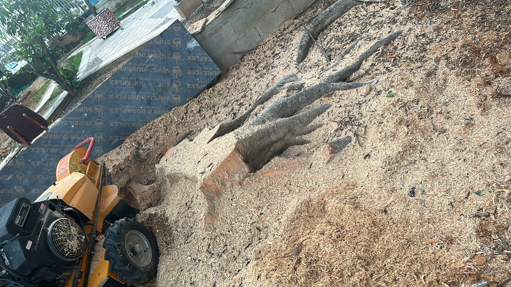 תמונה שצולמה להמחשת העבודות של לביא טיפוח עצים תמונה של לביא טיפוח עצים