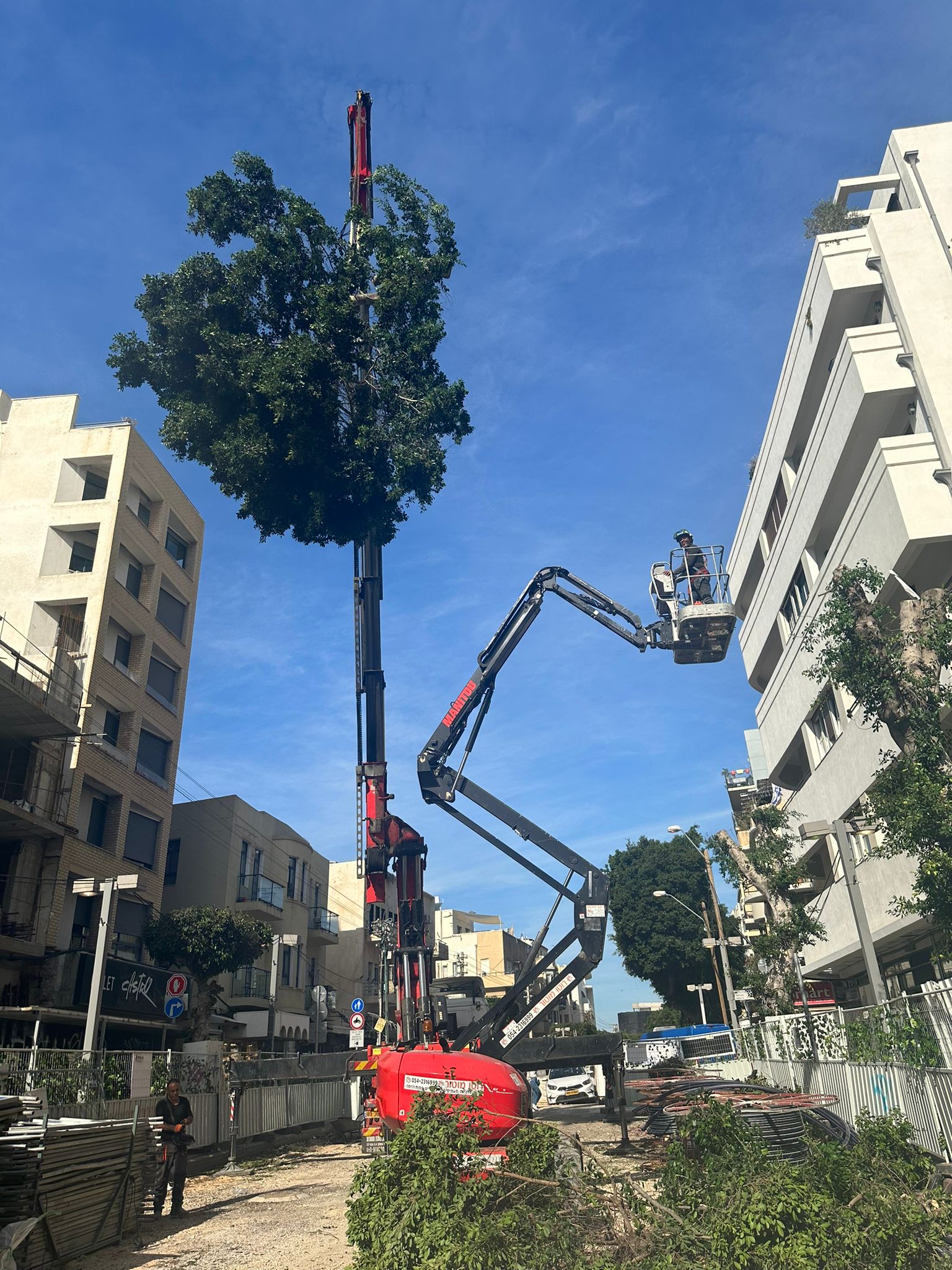 תמונה שצולמה להמחשת העבודות של לביא טיפוח עצים תמונה של לביא טיפוח עצים