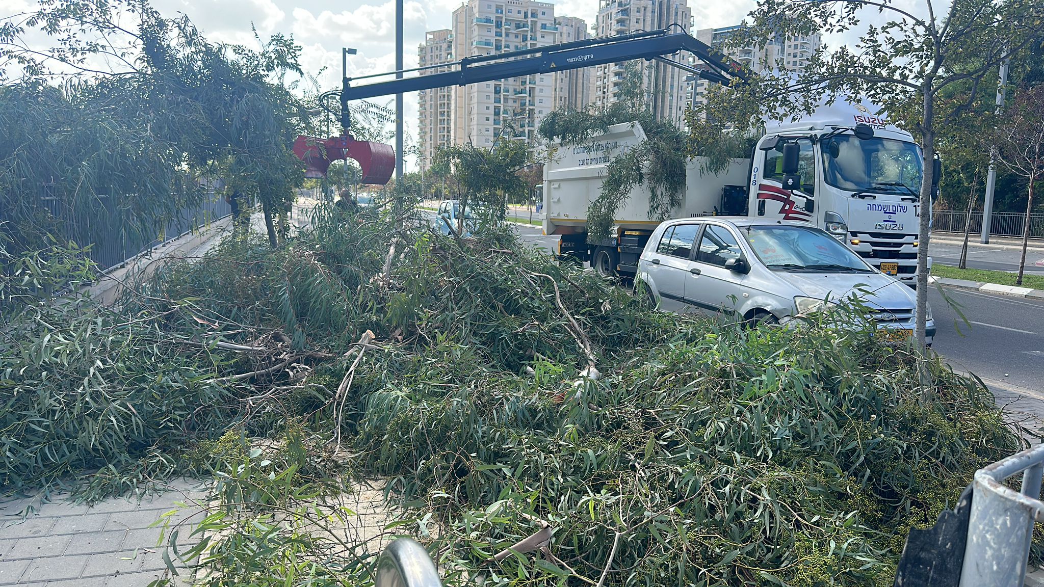 תמונה שצולמה להמחשת העבודות של לביא טיפוח עצים תמונה של לביא טיפוח עצים