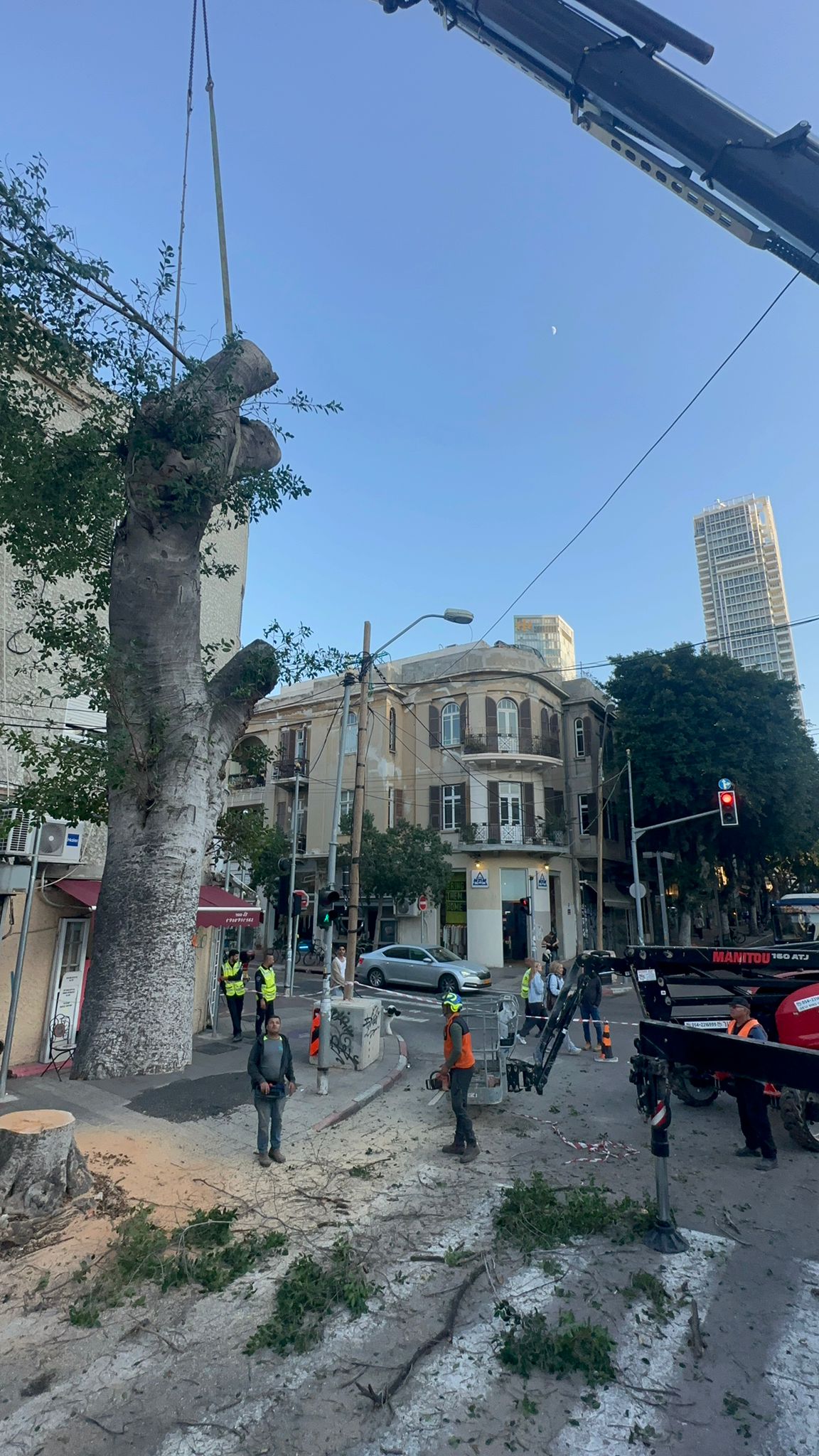 תמונה שצולמה להמחשת העבודות של לביא טיפוח עצים תמונה של לביא טיפוח עצים