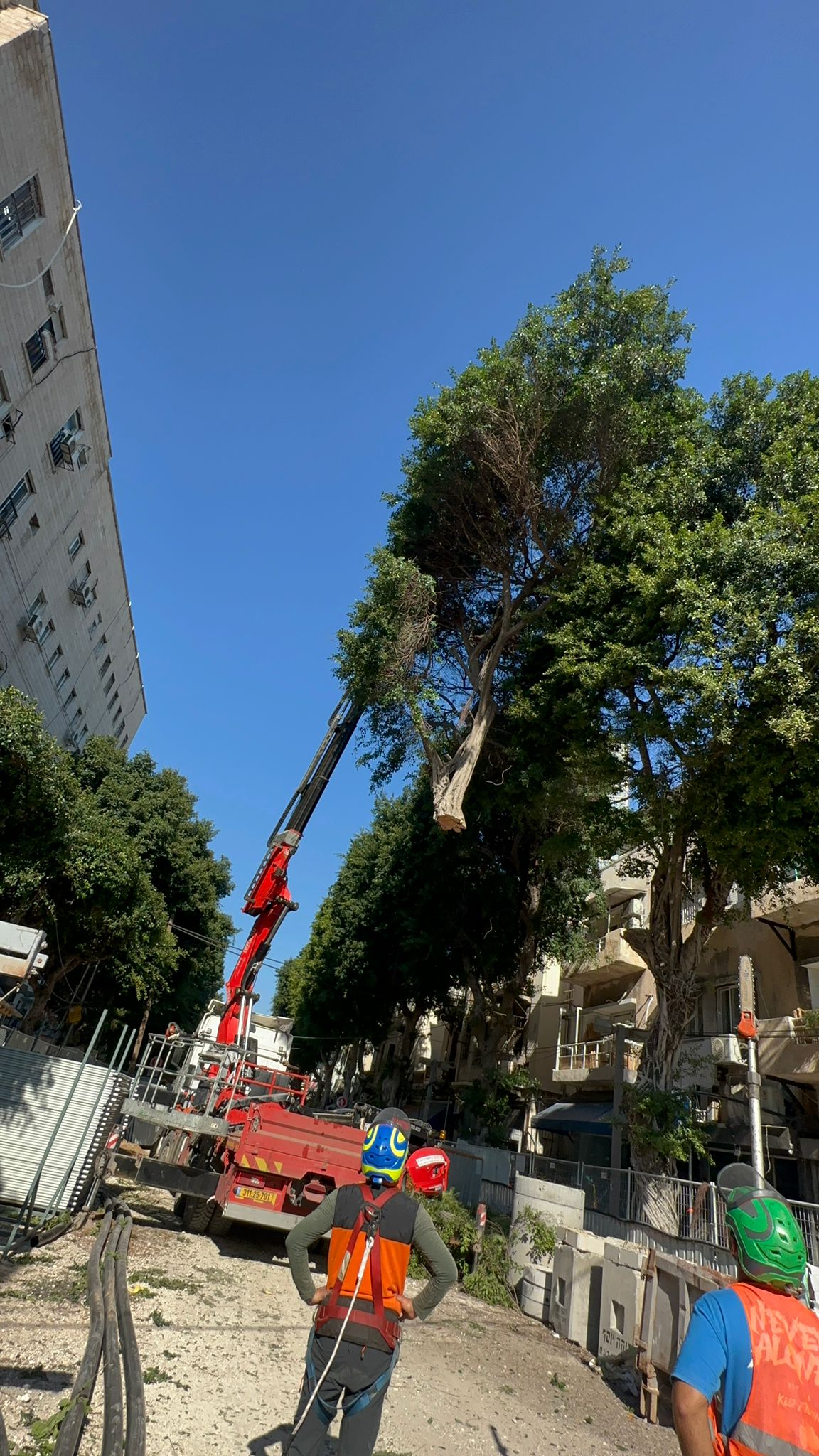 תמונה שצולמה להמחשת העבודות של לביא טיפוח עצים תמונה של לביא טיפוח עצים