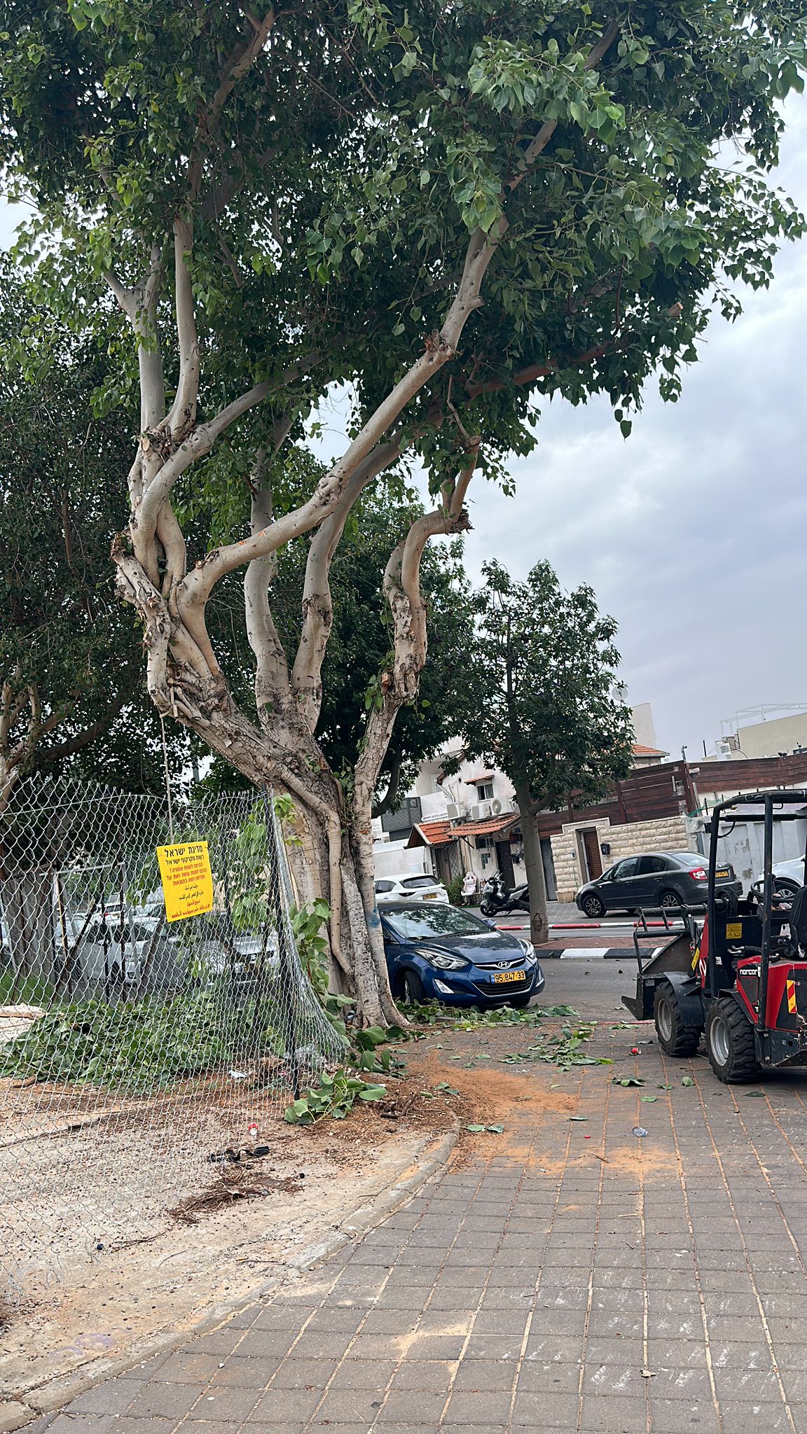 תמונה שצולמה להמחשת העבודות של לביא טיפוח עצים תמונה של לביא טיפוח עצים