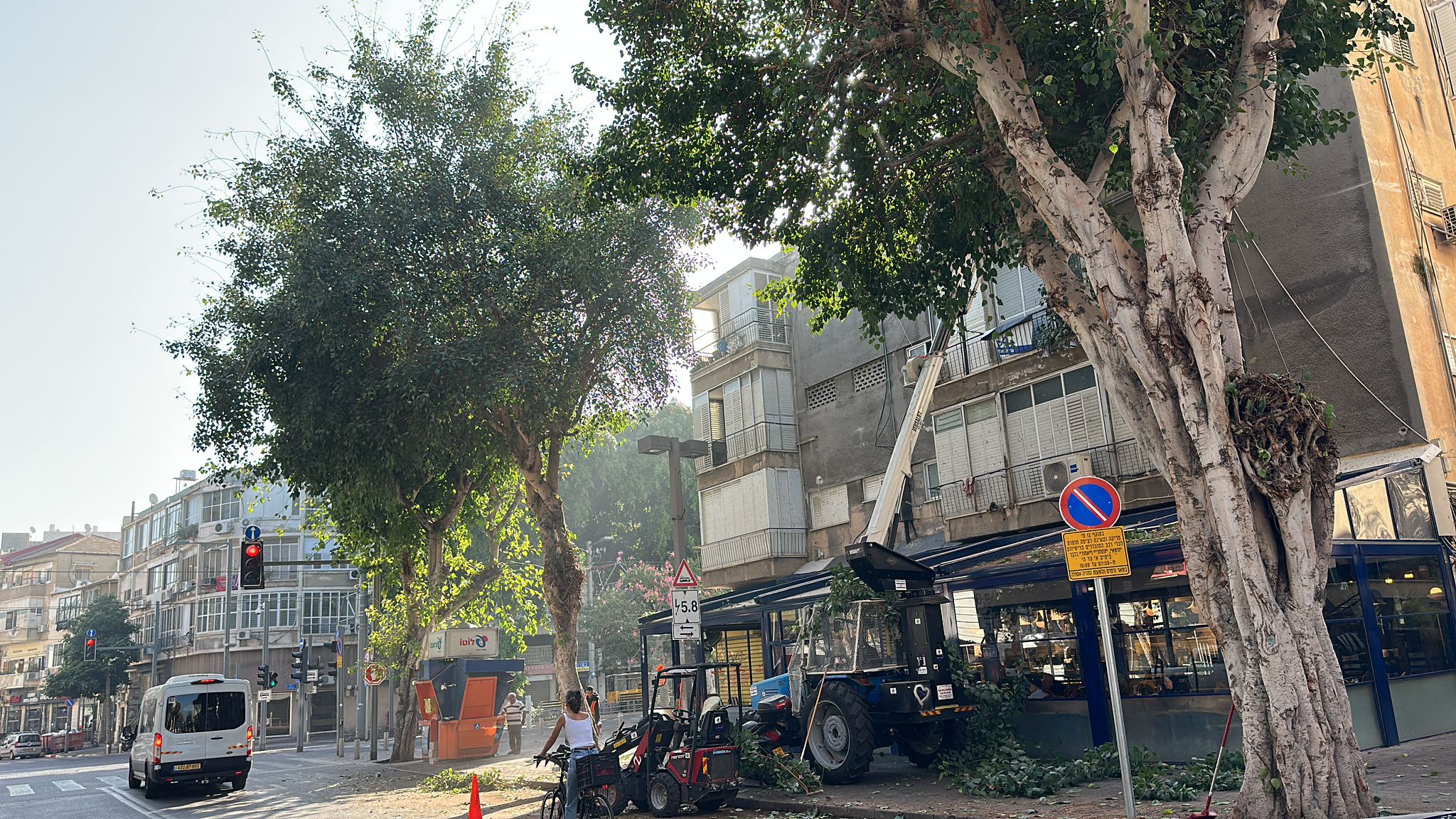 תמונה שצולמה להמחשת העבודות של לביא טיפוח עצים תמונה של לביא טיפוח עצים
