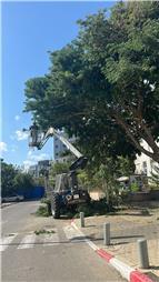 תמונה של לביא טיפוח עצים