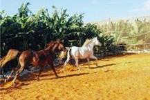 תמונה שצולמה להמחשת העבודות של החווה של נוי בע"מ - 2 תמונה של החווה של נוי בע"מ