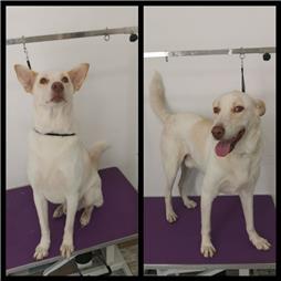 תמונה שצולמה להמחשת העבודות של ג'יג'י - מספרת כלבים תמונה של ג'יג'י - מספרת כלבים