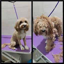 תמונה שצולמה להמחשת העבודות של ג'יג'י - מספרת כלבים תמונה של ג'יג'י - מספרת כלבים