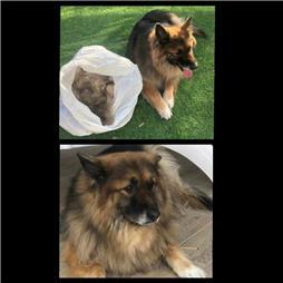 תמונה שצולמה להמחשת העבודות של ג'יג'י - מספרת כלבים תמונה של ג'יג'י - מספרת כלבים