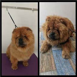 תמונה שצולמה להמחשת העבודות של ג'יג'י - מספרת כלבים תמונה של ג'יג'י - מספרת כלבים