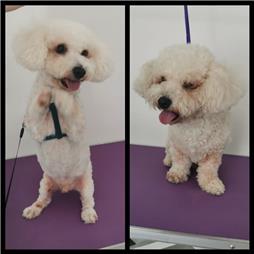 תמונה שצולמה להמחשת העבודות של ג'יג'י - מספרת כלבים תמונה של ג'יג'י - מספרת כלבים