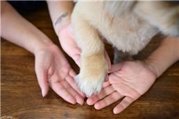 תמונה שצולמה להמחשת העבודות של קרמור מרפאה וטרינרית תמונה של קרמור מרפאה וטרינרית