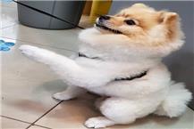 תמונה שצולמה להמחשת העבודות של אנימל דיל animal deal תמונה של אנימל דיל animal deal