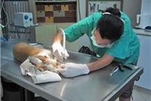 תמונה שצולמה להמחשת העבודות של וט קליניק - ד"ר סתונית כץ טיפול וטרינרי בחיות בר