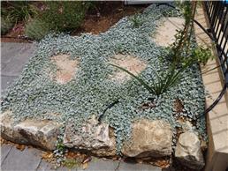 תמונה של ארז גינה בראש שקט