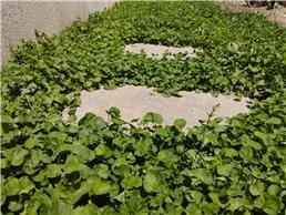 תמונה של ארז גינה בראש שקט