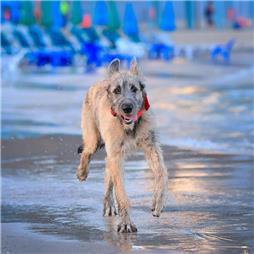 תמונה שצולמה להמחשת העבודות של מרפאה וטרינרית הום פט סנטר תמונה של מרפאה וטרינרית הום פט סנטר