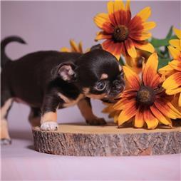 תמונה שצולמה להמחשת העבודות של מרפאה וטרינרית הום פט סנטר תמונה של מרפאה וטרינרית הום פט סנטר