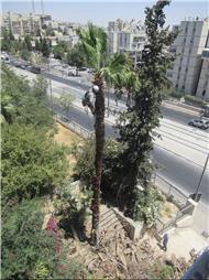 תמונה של הגוזם העברי